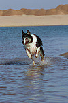 hundefotos border_collie