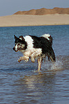 hundefotos border_collie
