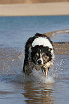 hundefotos border_collie