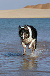 hundefotos border_collie