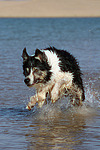 hundefotos border_collie