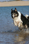 hundefotos border_collie