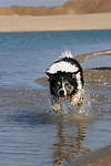 hundefotos border_collie