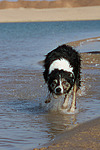 hundefotos border_collie