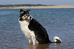 hundefotos border_collie