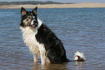 hundefotos border_collie