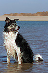hundefotos border_collie