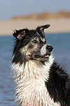 hundefotos border_collie