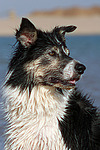 hundefotos border_collie