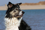 hundefotos border_collie