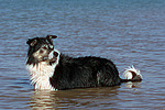 hundefotos border_collie