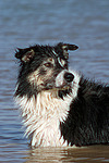 hundefotos border_collie
