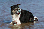 hundefotos border_collie