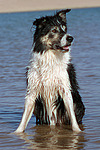 hundefotos border_collie