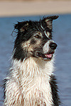 hundefotos border_collie