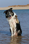 hundefotos border_collie