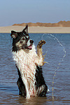 hundefotos border_collie