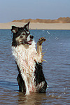 hundefotos border_collie