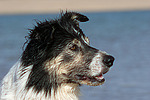 hundefotos border_collie