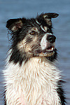 hundefotos border_collie