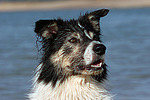 hundefotos border_collie