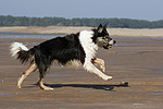 hundefotos border_collie