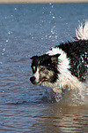 hundefotos border_collie