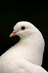 vogelfotos taube_-_pfautaube
