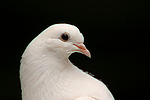 vogelfotos taube_-_pfautaube