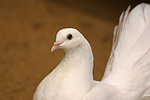vogelfotos taube_-_pfautaube