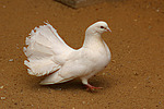 vogelfotos taube_-_pfautaube
