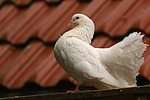 vogelfotos taube_-_pfautaube