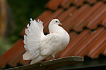vogelfotos taube_-_pfautaube