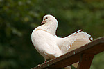vogelfotos taube_-_pfautaube