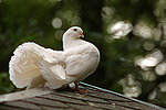 vogelfotos taube_-_pfautaube