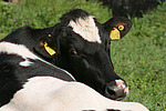 nutztierfotos rind_alle