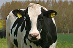 nutztierfotos rind_alle