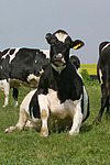 nutztierfotos rind_alle
