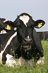 nutztierfotos rind_alle