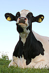nutztierfotos rind_alle