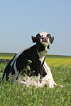 nutztierfotos rind_alle