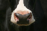 nutztierfotos rind_alle
