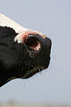 nutztierfotos rind_alle