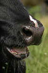 nutztierfotos rind_alle