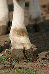 nutztierfotos rind_alle