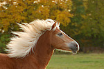 pferdefotos haflinger