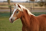 pferdefotos haflinger