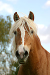 pferdefotos haflinger