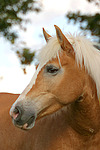pferdefotos haflinger