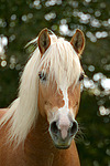 pferdefotos haflinger